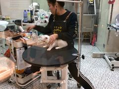 -momokira米努特·德文卷毛猫·棉花面纱犬