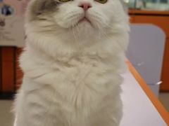 -三花喵·撸猫购宠·宠物生活馆(虹桥南丰城店)
