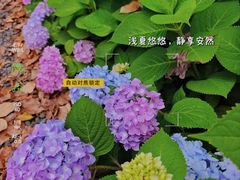 -虎丘湿地公园