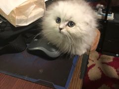 -70cat德文卷毛猫·缅因猫纯种猫舍