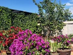 -马白开来特色羊排揪片子  (总店)