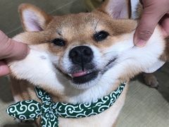 -逗柴咖啡屋·狗咖猫咖宠物桌游