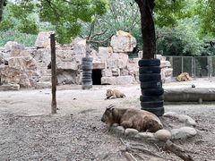 -上海野生动物园