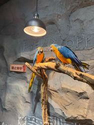 -Zoolung Zoolung动物主题公园(海信广场店)