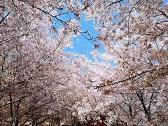 -樱花山风景区