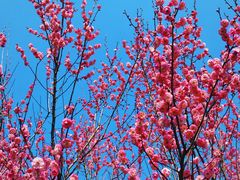 -花开海上生态园