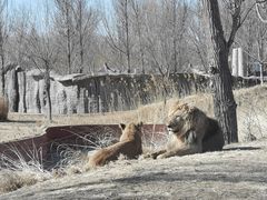 -北京野生动物园