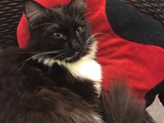 -猫色咖啡·猫咖