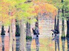 -白鹭湾湿地公园