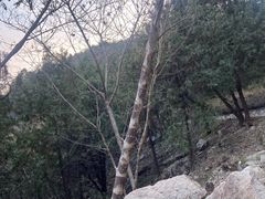 -北京西山国家森林公园