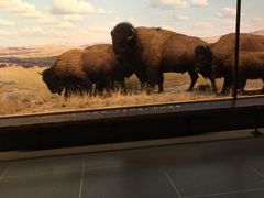 -美国自然历史博物馆