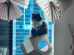-楼上猫咖(罗湖店)