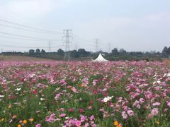 -紫颐香薰山谷景区