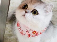 -西安手工软面(浦东南路店)