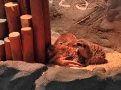 -Zoolung Zoolung动物主题公园(海信广场店)