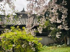 -西安青龙寺遗址景区