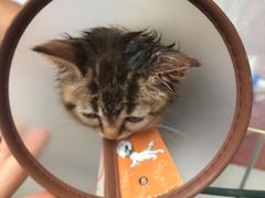 -创凡宠物医院·骨专科  猫科中心(西乡分院)