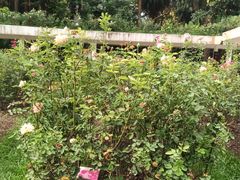 -人民公园(罗湖区)