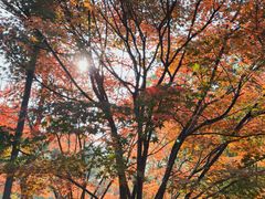 -昆山城市生态森林公园
