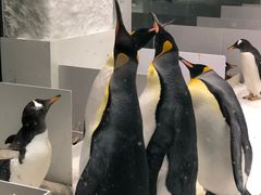 -大连圣亚海洋世界