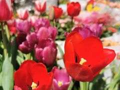 -溪岸路花鸟市场