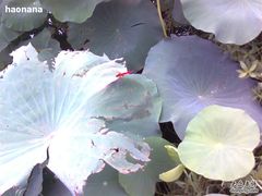 -建华生态湿地百荷园