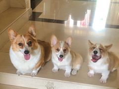 -仁华宠物医院(青羊店)