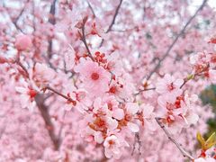 -白塘生态植物园