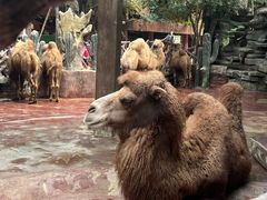 -长鹿旅游休博园