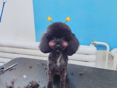 -派多格宠物·购宠(靛厂路店)