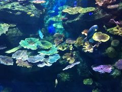-暹罗海洋世界