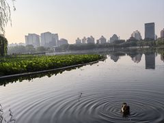 -莲花池公园