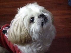-瑞派宠物医院·24小时骨科·心脏·核磁(哈尔滨南岗店)