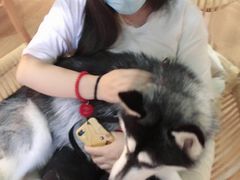 -Husky Go! 哈士奇体验馆·宠物咖啡厅狗咖