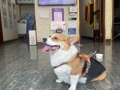 -宠爱国际动物医院· 猫科· 外科·中兽医(长白店)