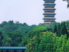 -三水森林公园