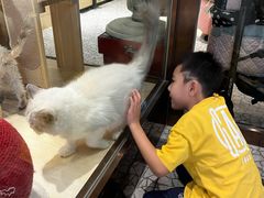 -momokira米努特·德文卷毛猫·棉花面纱犬