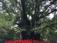 -西湖风景区十里琅珰-五云山