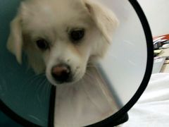 -惠康宠物医院(华能路店)