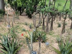 -东莞植物园