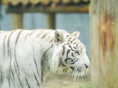 -常州淹城野生动物世界