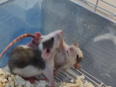 -萌兽医馆·眼科·异宠专科(三里屯店)