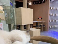 -喵园·猫主题咖啡厅·撸猫·猫咖(国贸店)