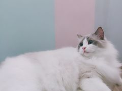 -酷豆宠物咖啡·宠物美食·撸猫馆