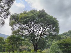 -北仑森林植物园