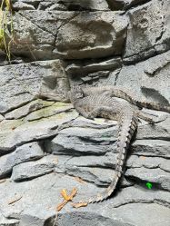 -Zoolung Zoolung动物主题公园(海信广场店)