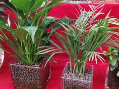 -秦美花卉(天朗·莱茵小城2期店)