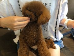 -百好乐宠物友好餐厅(朝外大街店)