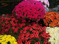 -菊花台公园