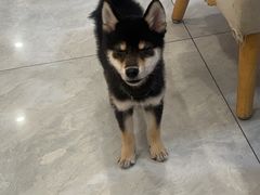 -柴犬小屋·柴餐厅·狗咖食堂(金鼎广场店)